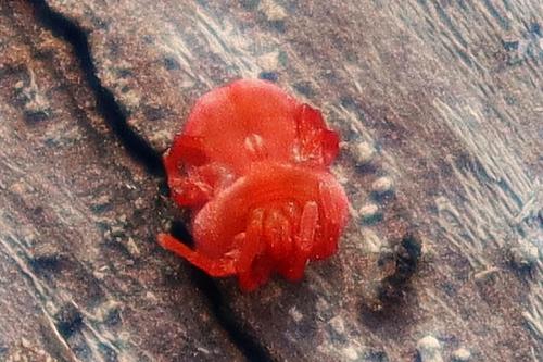 Réf. 325 030 : Trombidium sp.